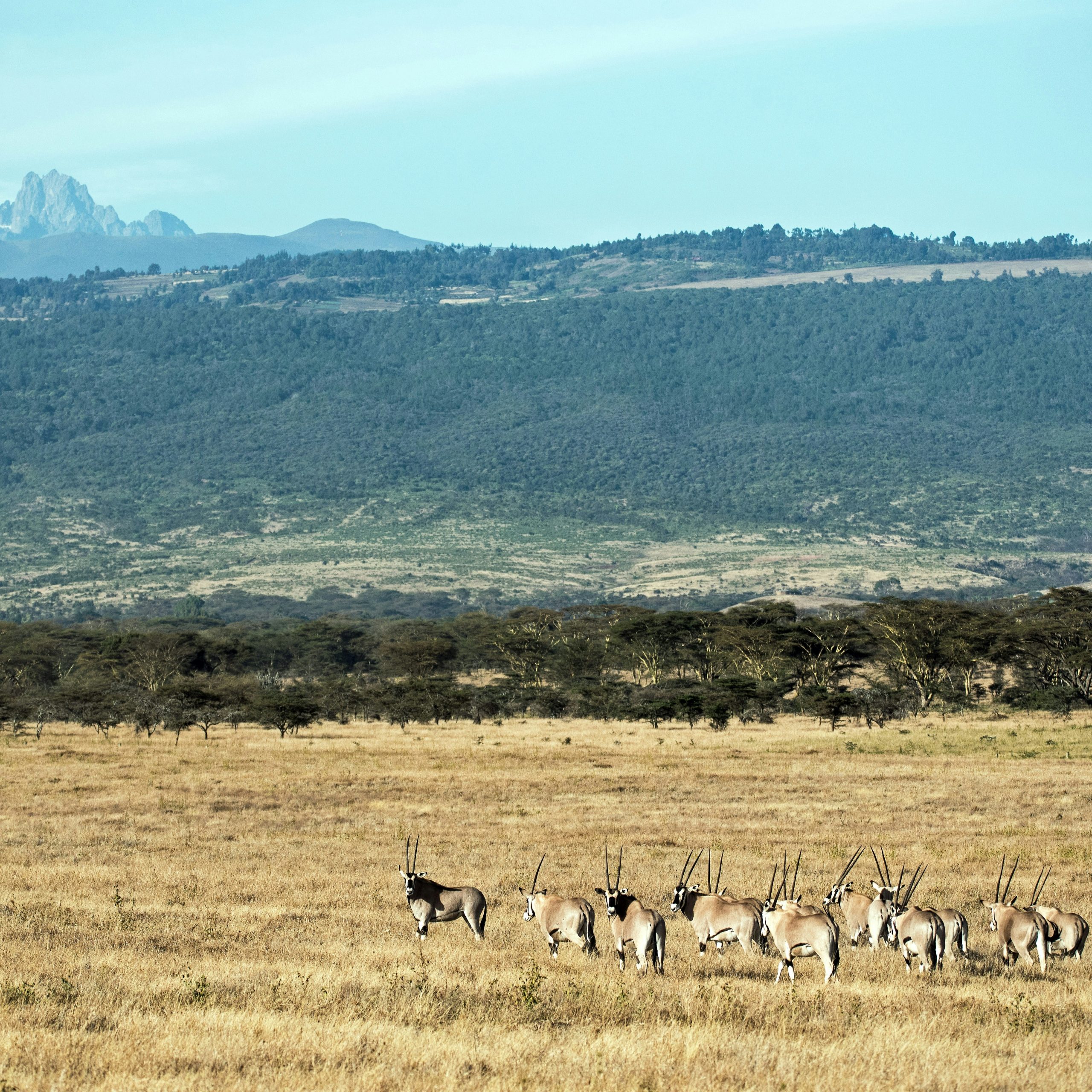 Mt. Kenya