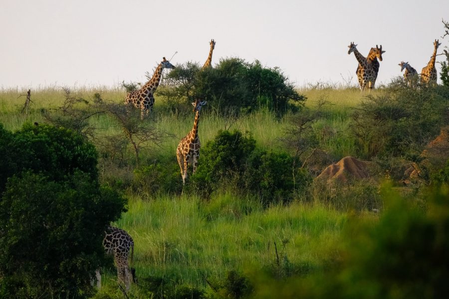 12 Day Samburu, Mara, Nakuru Safari (Residents) | Luxury
