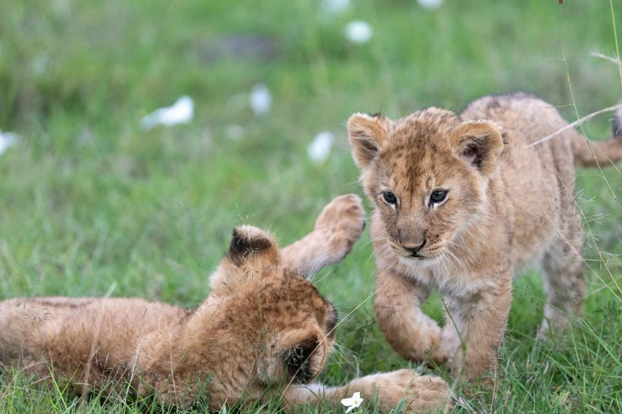 8 Day Masai Mara – Diani Escape