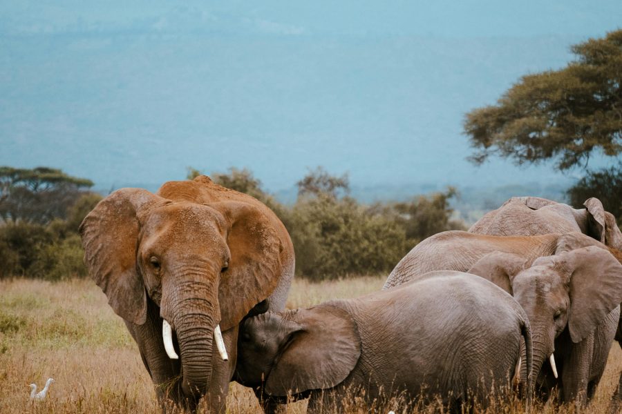 12-Day Amboseli, Maasai Mara, Malindi Safari  (Residents) | Luxury