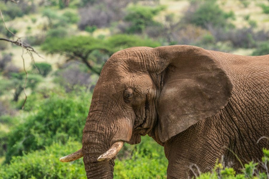 18-Day Amboseli, Samburu, Maasai Mara, Diani (Residents) | Luxury