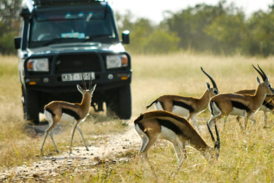12-Day Amboseli, Maasai Mara, Lamu Safari (Residents) | Luxury