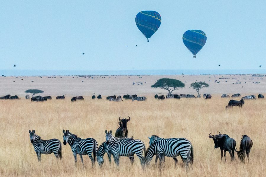 12-Day Amboseli, Maasai Mara, Nakuru Safari (Residents) | Luxury