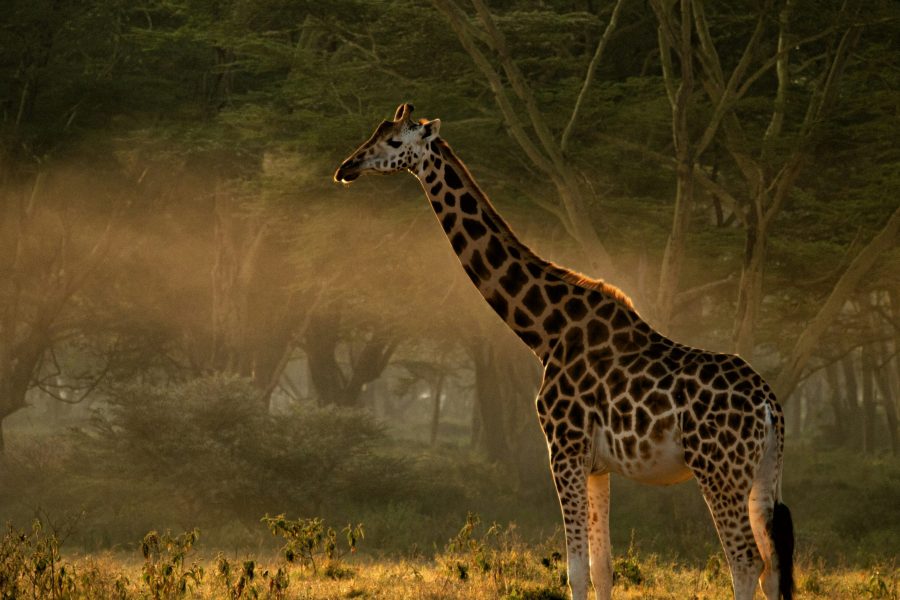 8 Day Samburu, Malindi Safari (Residents) | Luxury