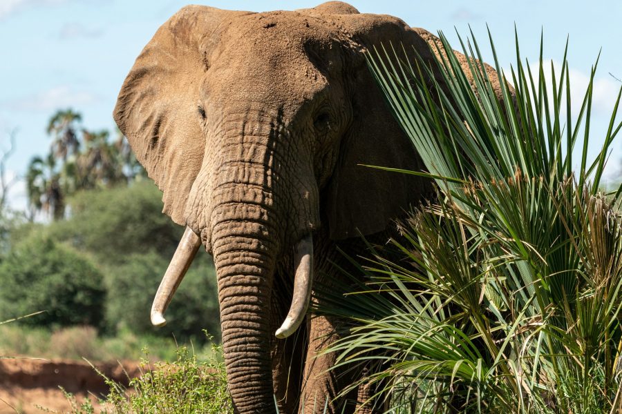 8 Day Samburu, Lamu Safari (Residents) | Luxury